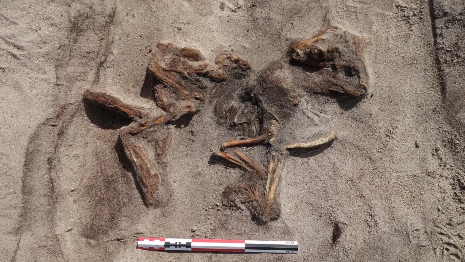 a dog skeleton in a grave