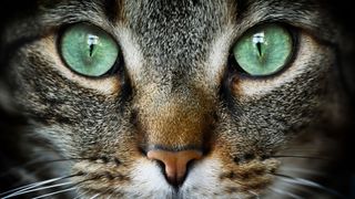 Interesting cat facts - amazing cat eyes