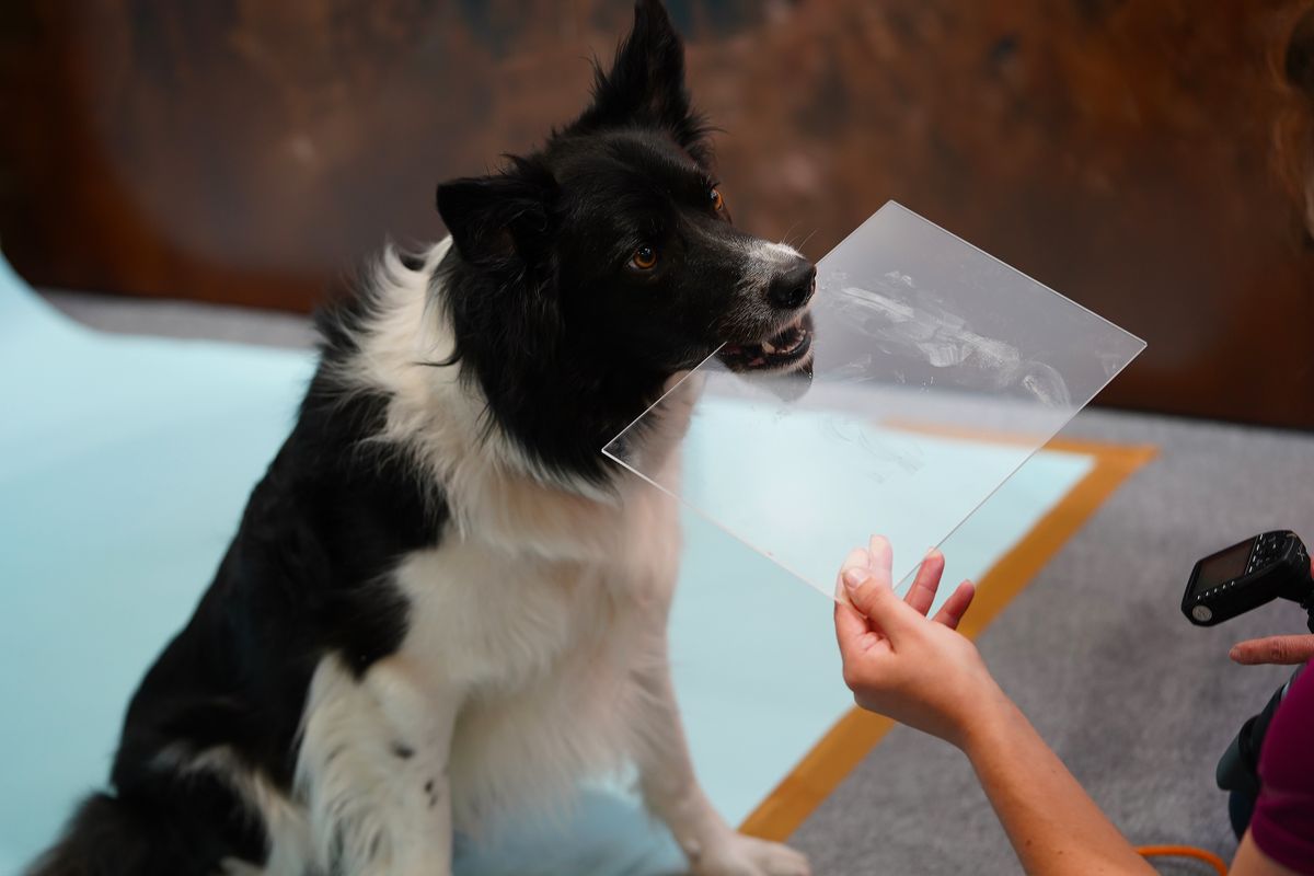 The dogs that stole our hearts at The Photography and Video Show 2022