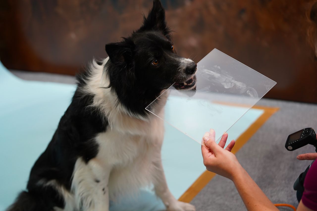 The dogs that stole our hearts at The Photography and Video Show 2022