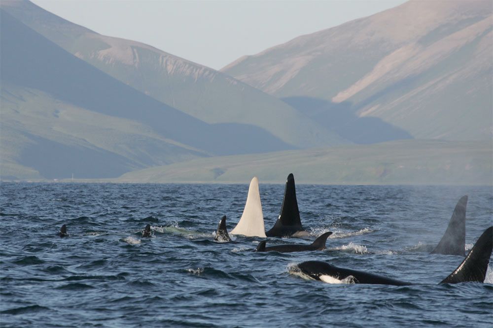 Iceberg and his family group off the Commander Islands.