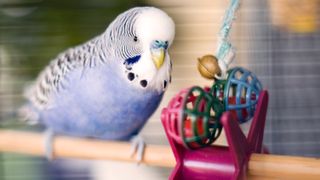 Budgie with toy