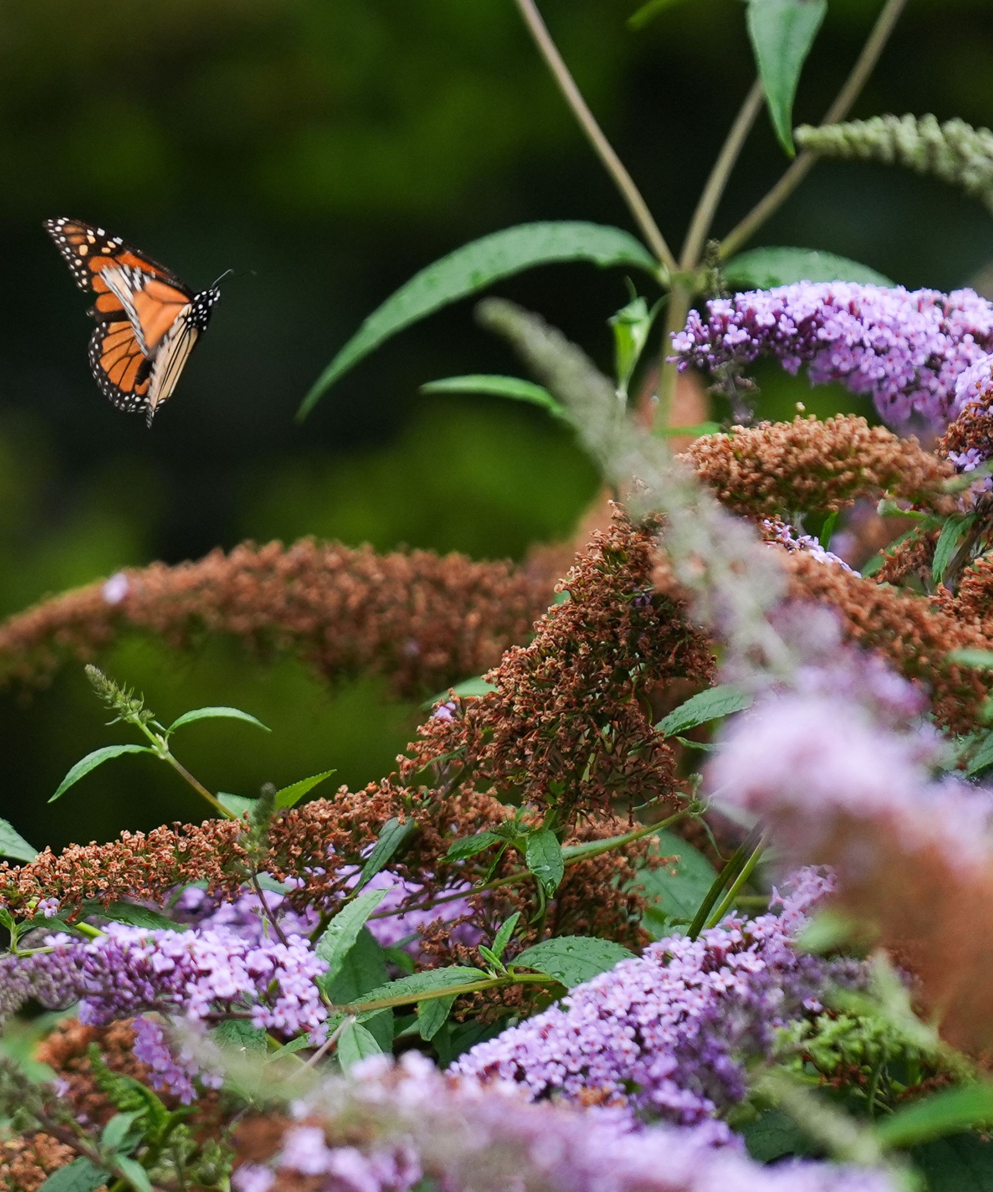 Orange butterfly approaching purple buddleia flowers