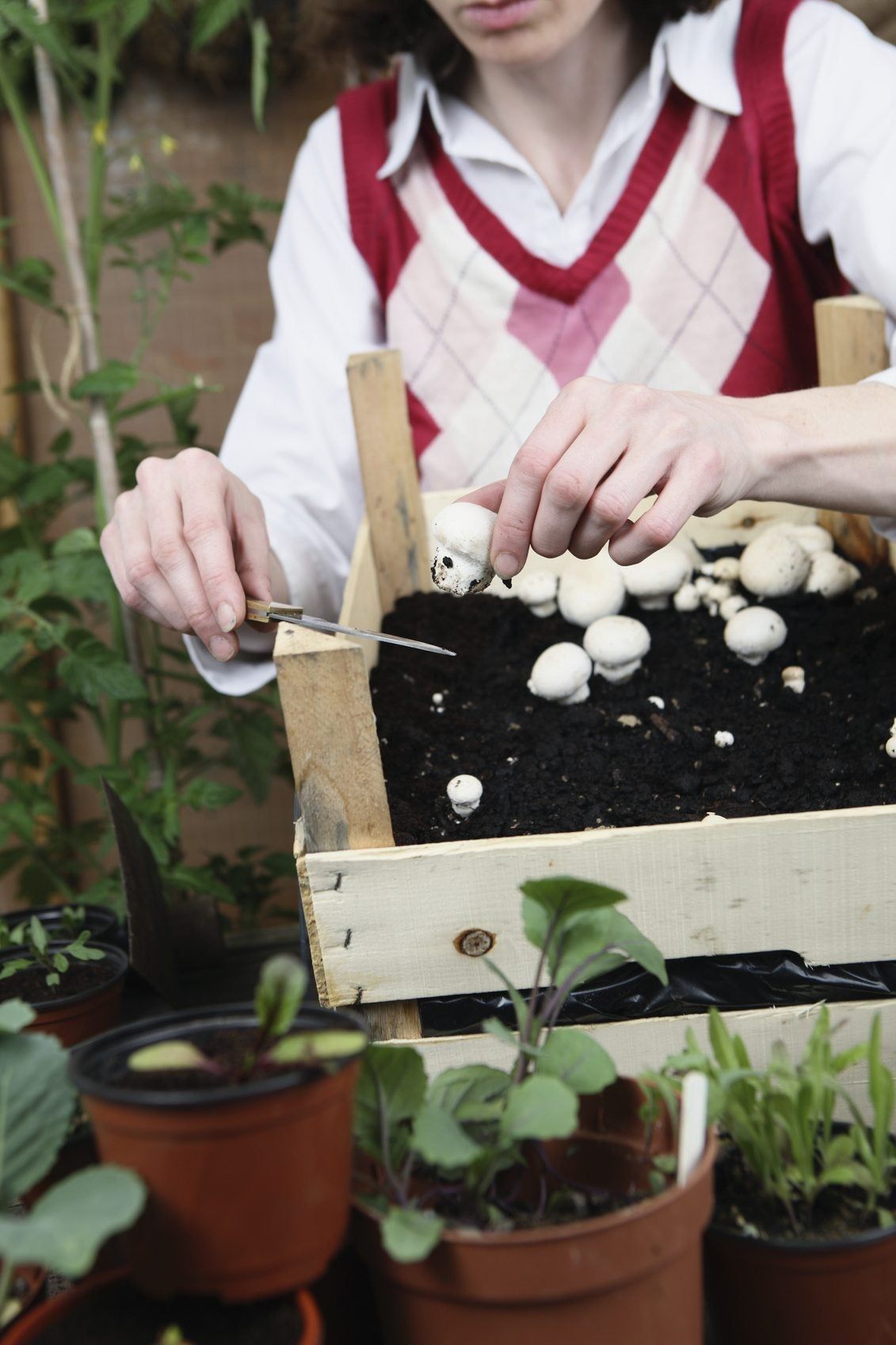 mushroom harvest