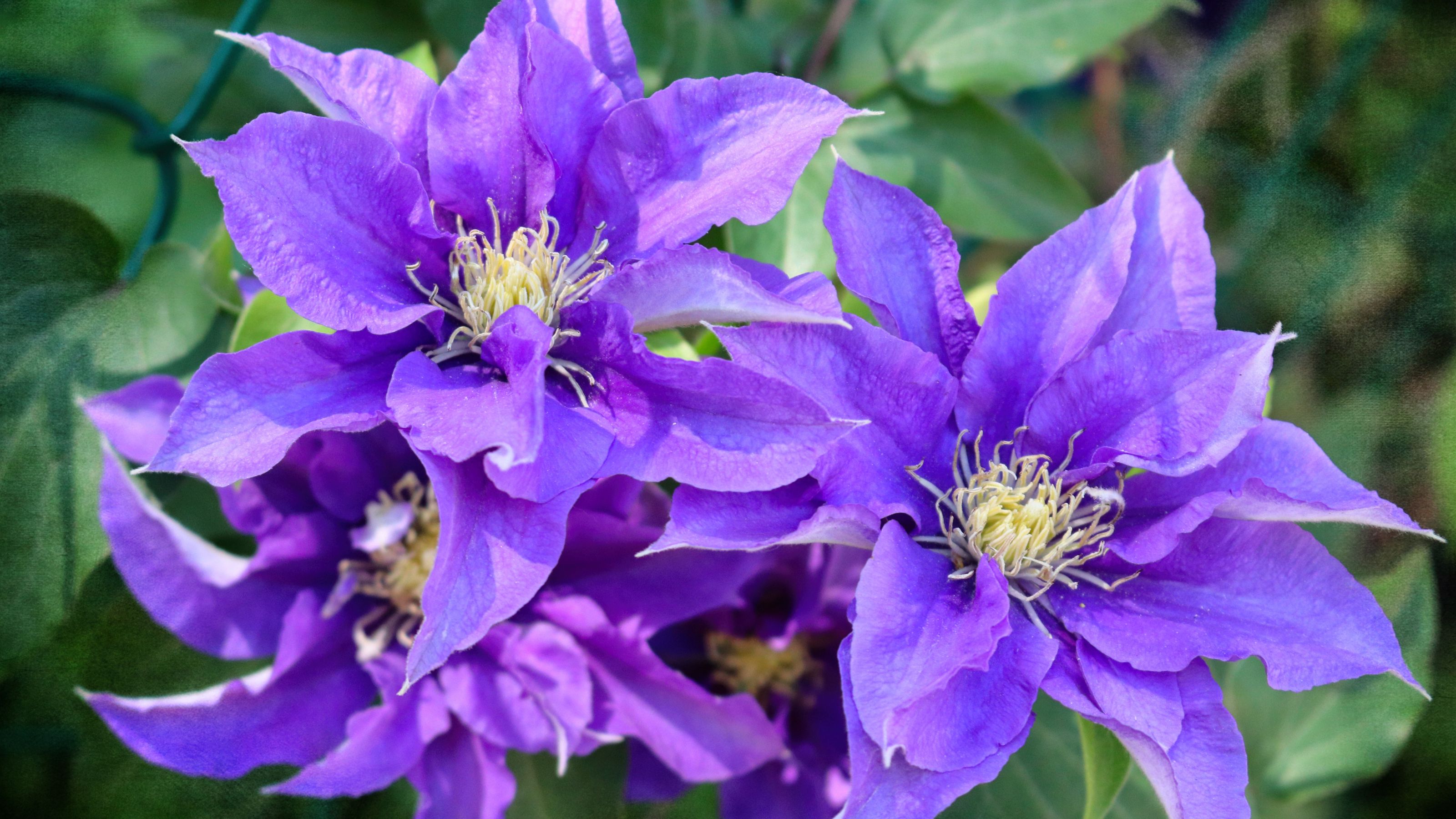 Spectacular display of clematis blooms in parks of Toronto.