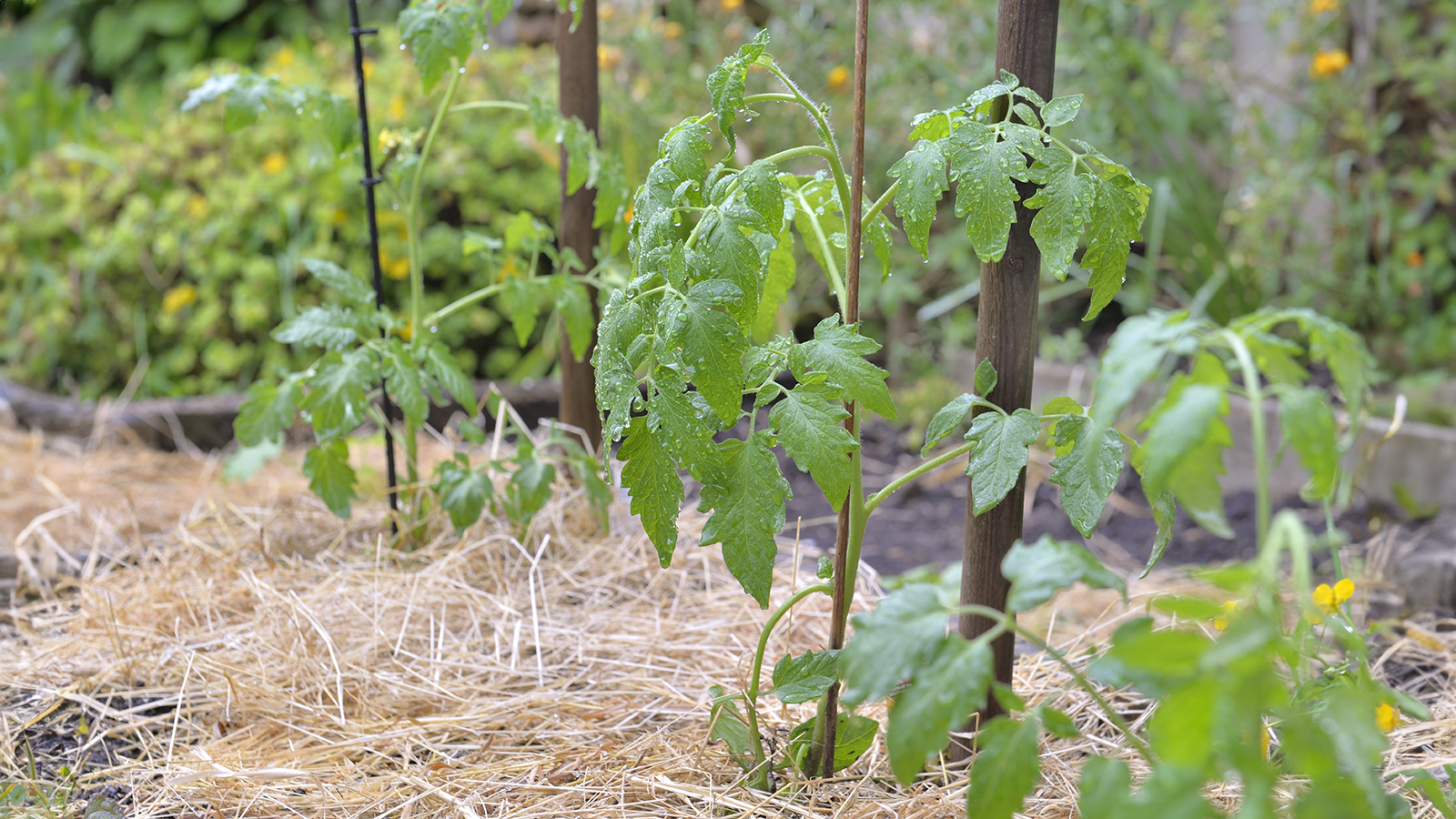 Tomato plants mulched with straw