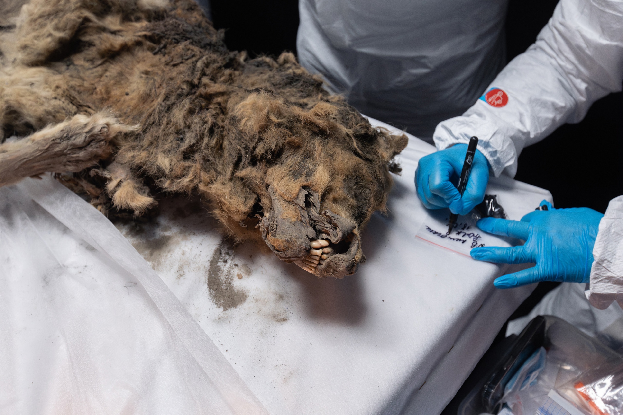 a mummified wolf's face and shoulders shown on a white table with a scientist's hand to the side