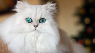 Persian cat with blue eyes