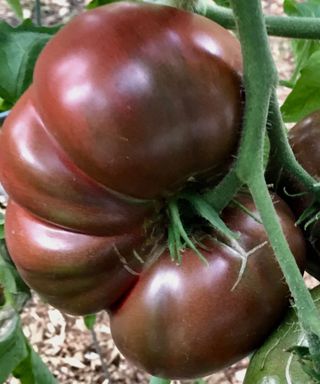 tomato Cherokee Purple variety ripening on stalk