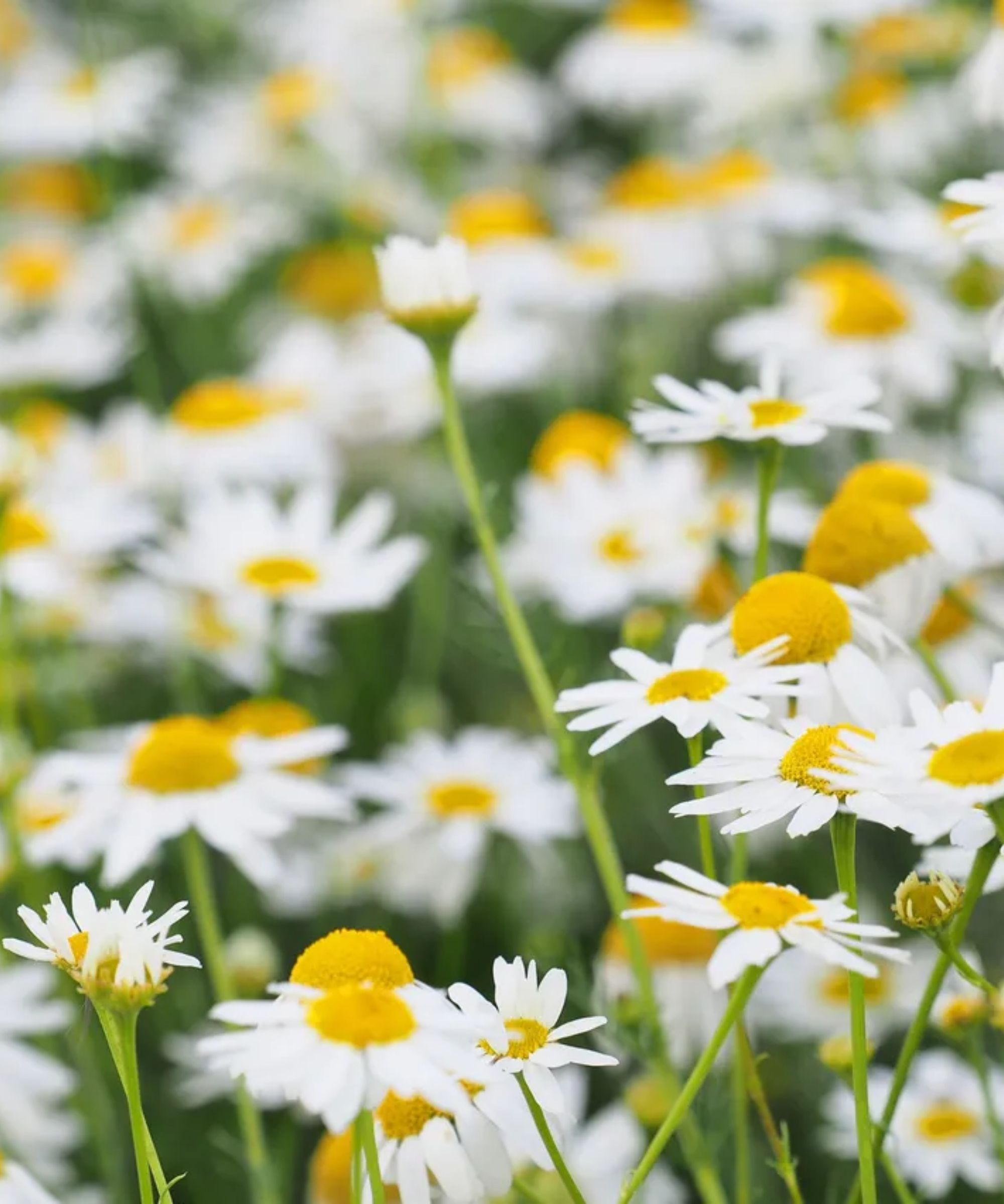chamomile flowers