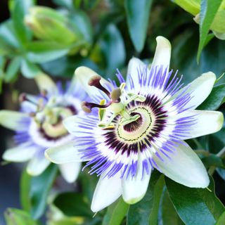 close up of passionflower climbing plant - Namthip Muanthongthae GettyImages-1199452308