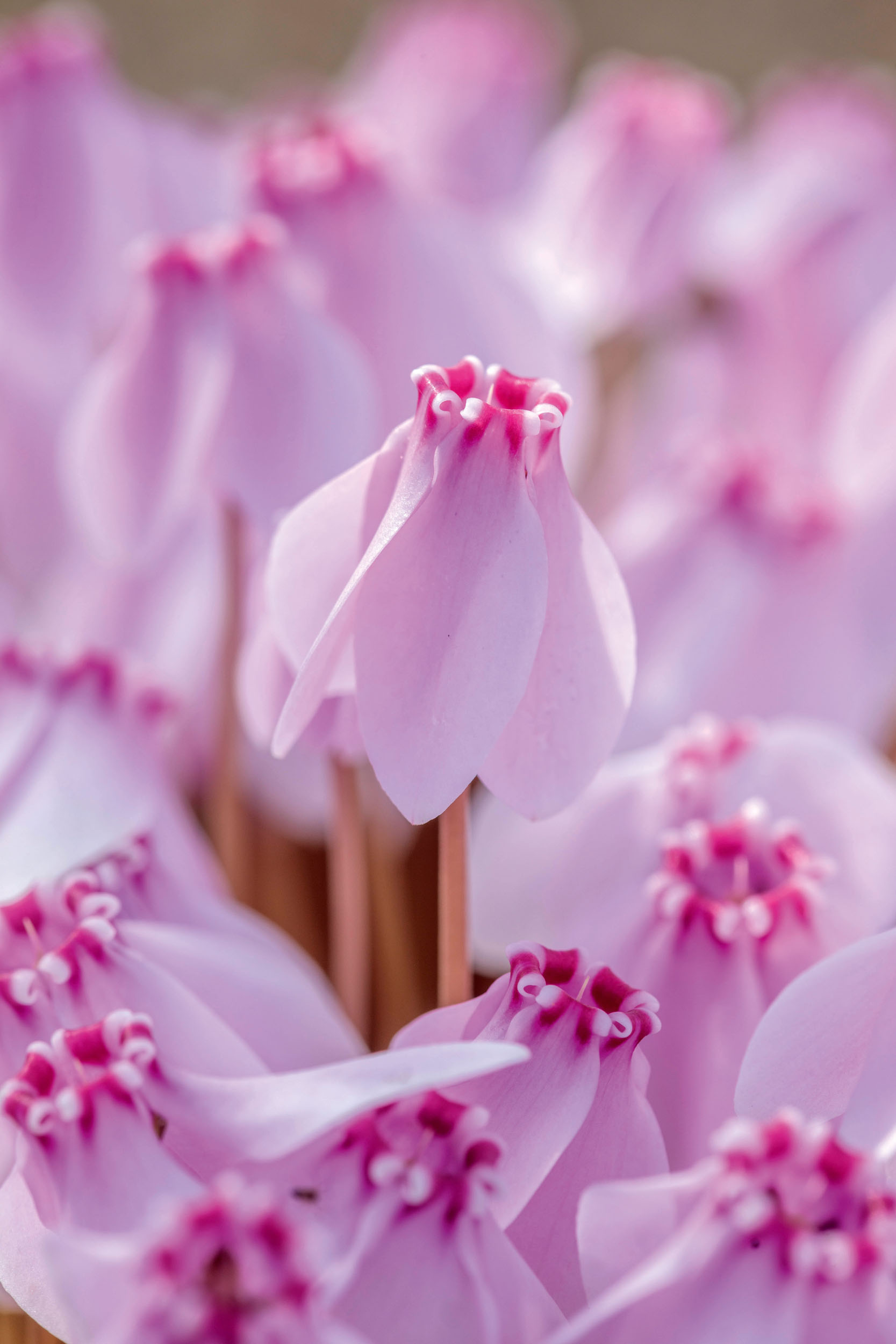 C. hederifolium &amp;lsquo;Stargazer&amp;rsquo; (pink form), with its unusual upward-facing flowers.