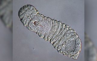 These microscopic worms — gnathostomulids — have a jaw apparatus similar to Amiskwia.