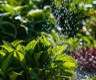 Watering hosta