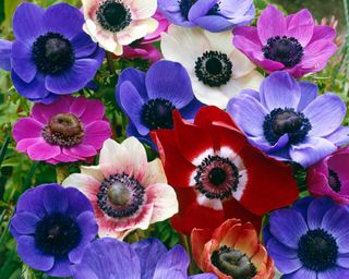 Multicoloured bight flowers f Mediterranean anemones