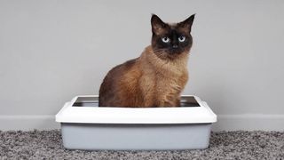 Cat sitting in litter box