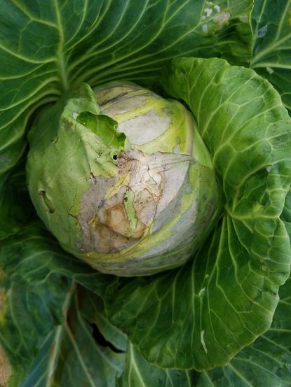 Black Rot On Cabbage