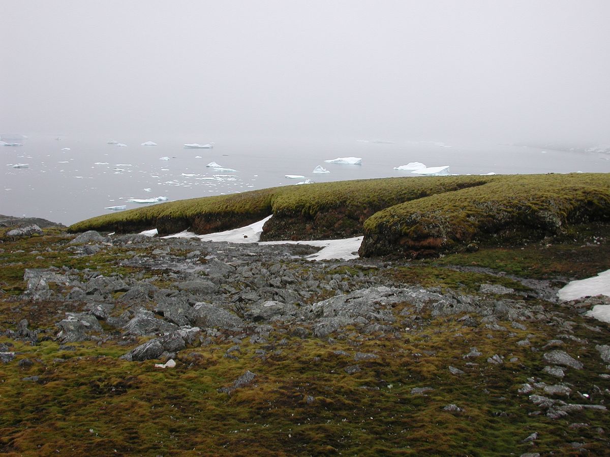 Antarctica moss