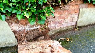 Garden wall with old broken render and ivy on top off wall
