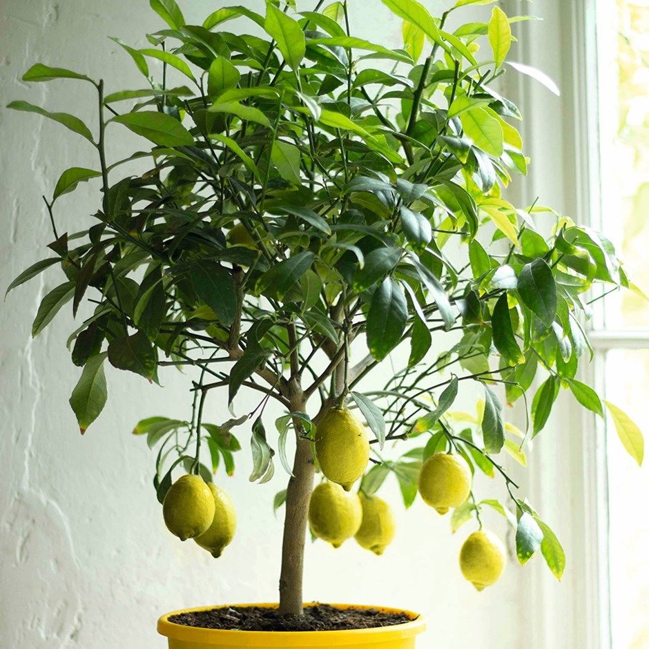 Fragrant indoor plants the best smelling plants for your home Real Homes