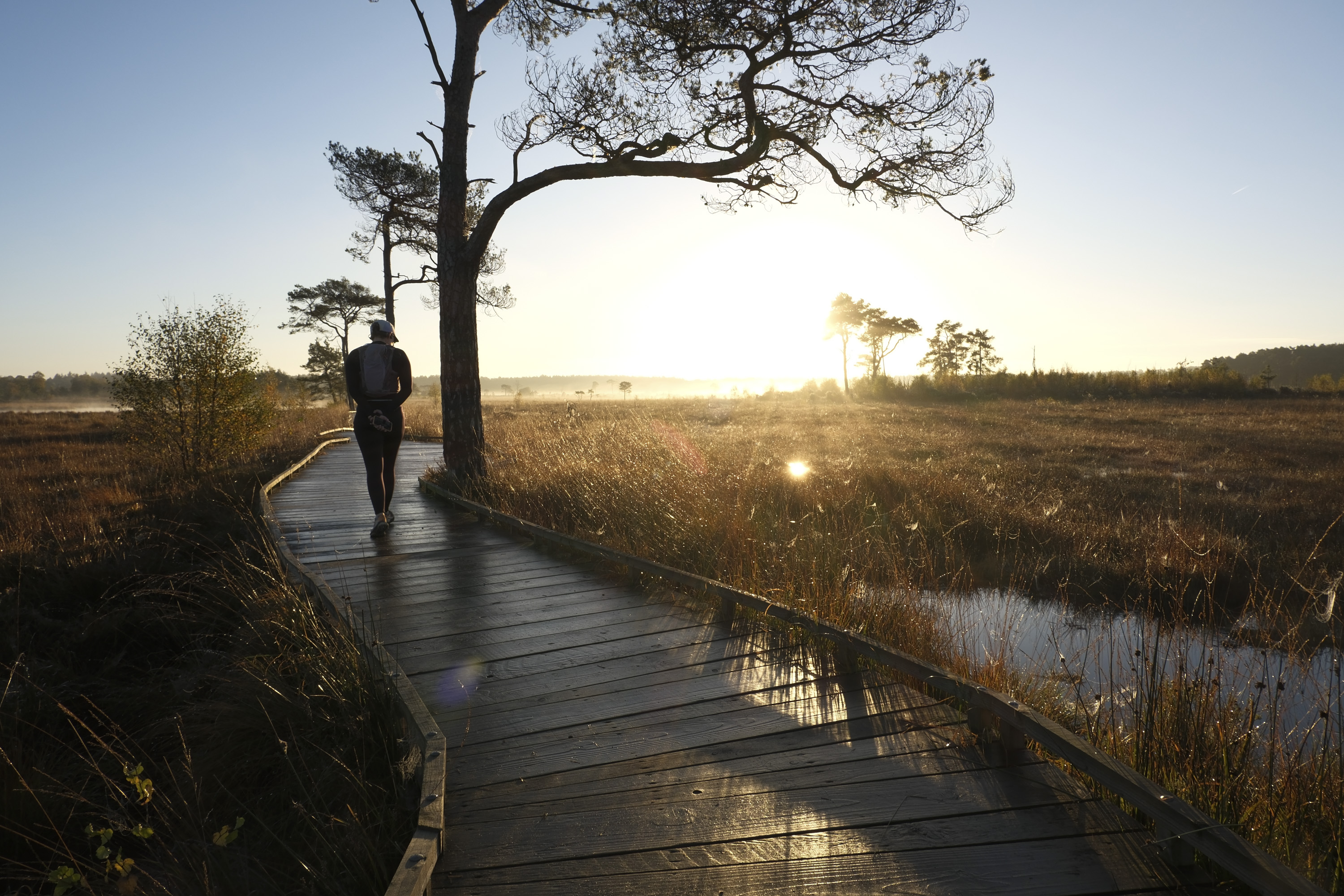 Woman walking on a boardwalk among pine trees at first light, taken with the Fujifilm X-M5