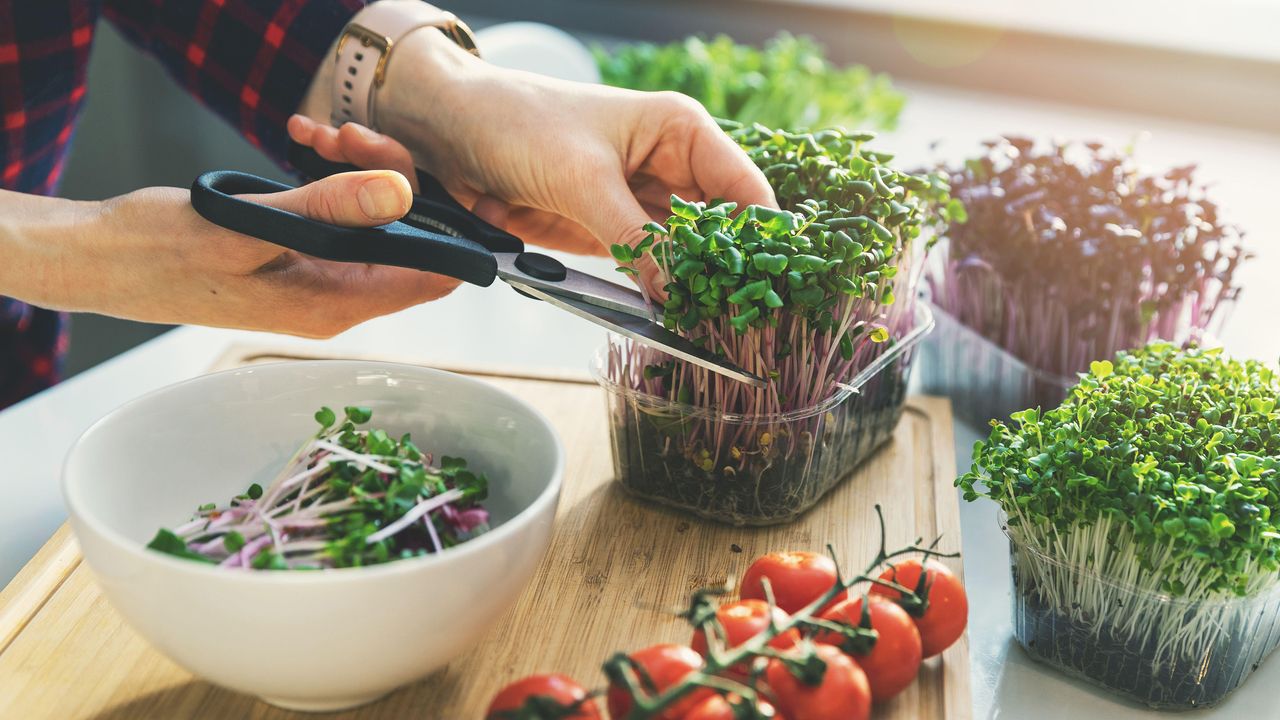 woman cutting fresh microgreens for salad bowl