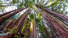 The tallest trees on Earth live in California. These towering coastal redwoods (Sequoia sempervirens), shown here in the Purisima Creek Redwoods Preserve, Santa Cruz Mountains, can live for hundreds of years.