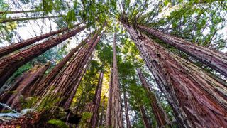 The tallest trees on Earth live in California. These towering coastal redwoods (Sequoia sempervirens), shown here in the Purisima Creek Redwoods Preserve, Santa Cruz Mountains, can live for hundreds of years.