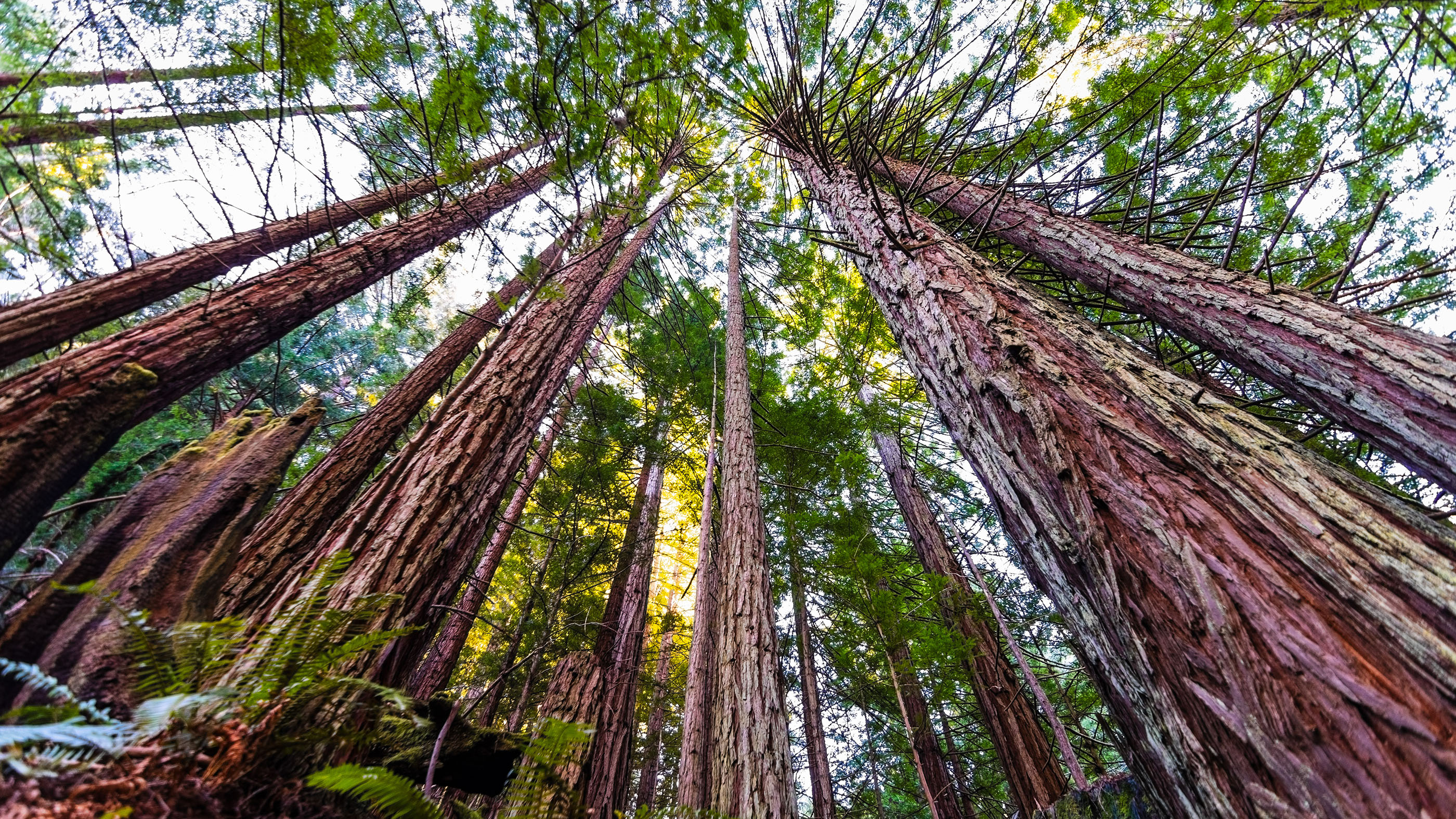 The tallest trees on Earth live in California. These towering coastal redwoods(Sequoia sempervirens), shown here in the Purisima Creek Redwoods Preserve, Santa Cruz Mountains, can live for hundreds of years.