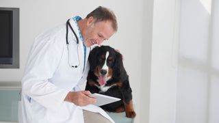 Vet checking black and brown dog's pet history