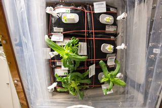The zinnias on the International Space Station in December before the mold issue arose. The pillows in Veggie are labelled as such: Pillow A (top left), Pillow B (top right), Pillow C (middle left), Pillow D (middle right), Pillow E (bottom left) and Pillow F (bottom right).