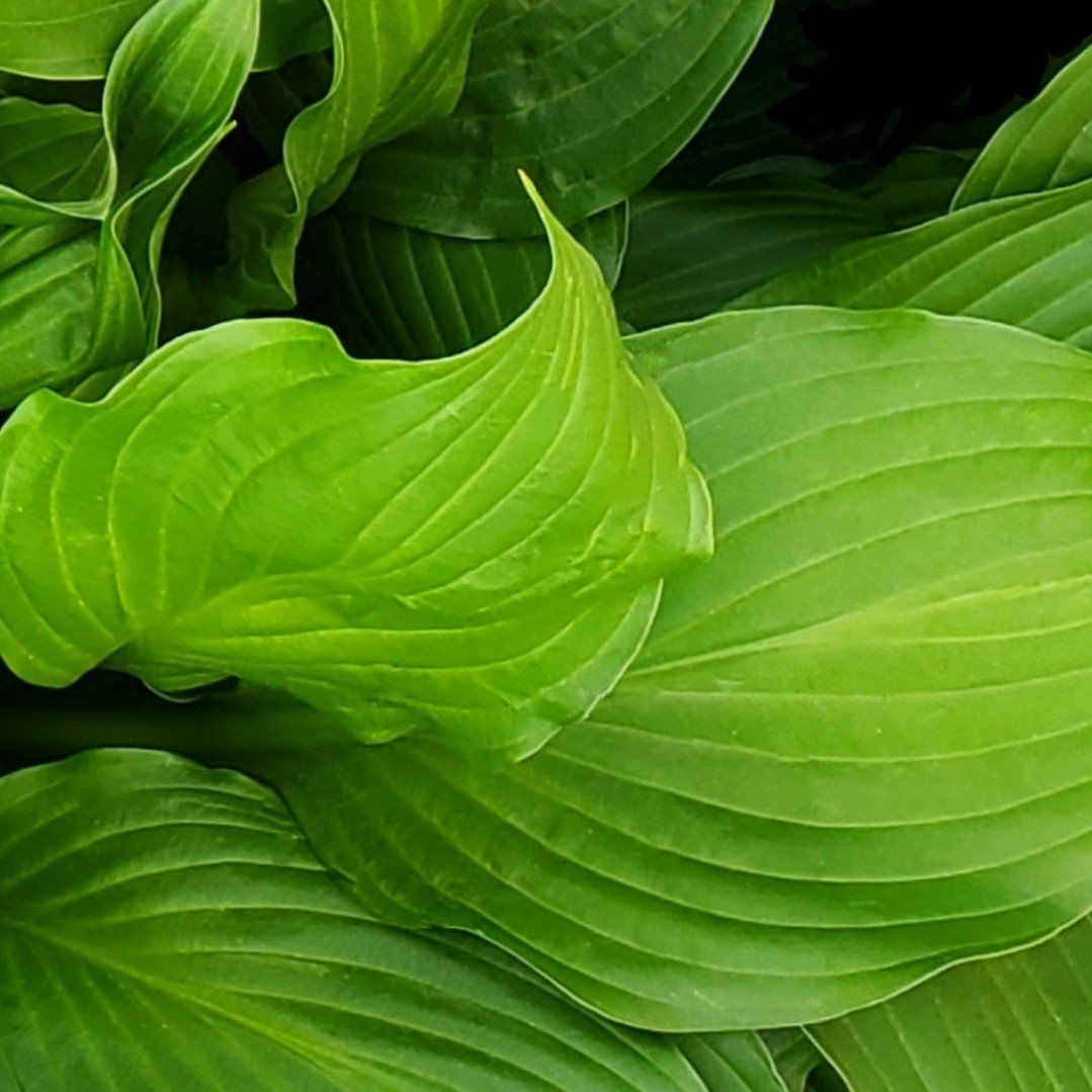 Leaves
