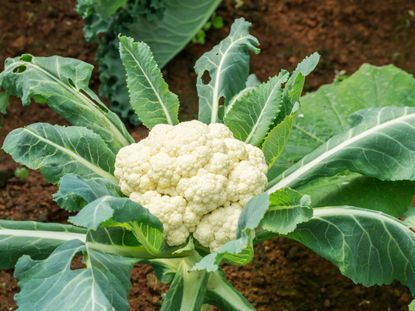 Diseased Cauliflower Growing In The Garden