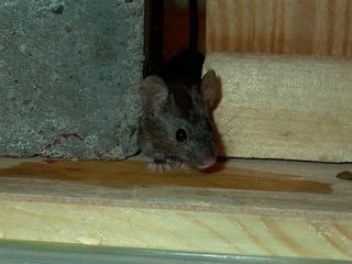 mice, rats, European house mouse, Algerian mouse, hybridization, animals, mutations, mutant mouse, poison resistance, 