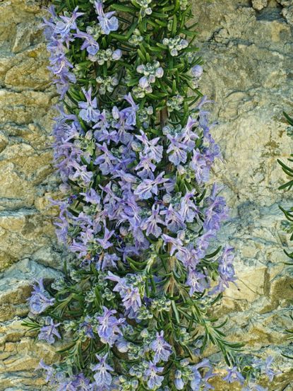 Purple Rosemary Plants