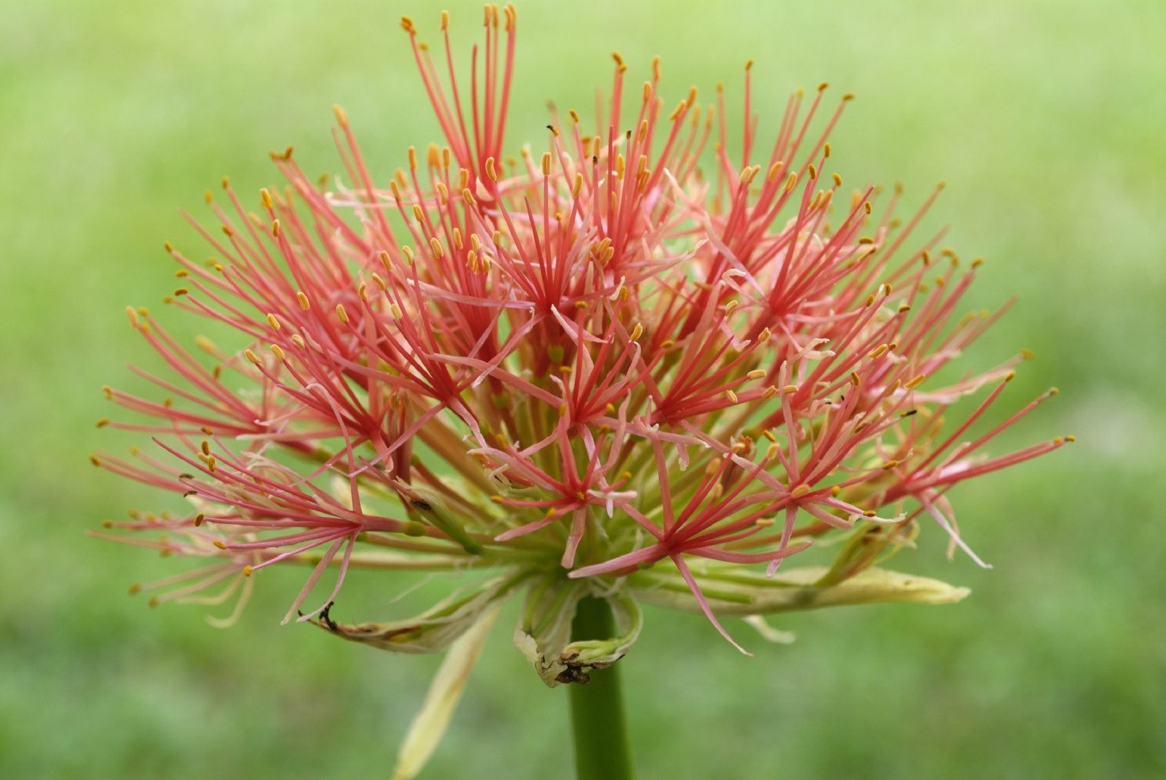 Blood Lily Bulbs - Information And Tips For Growing Blood Lilies ...