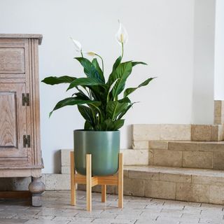 Peace lily in grey pot on floor