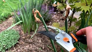 Deadheading Spent Tulip Flower