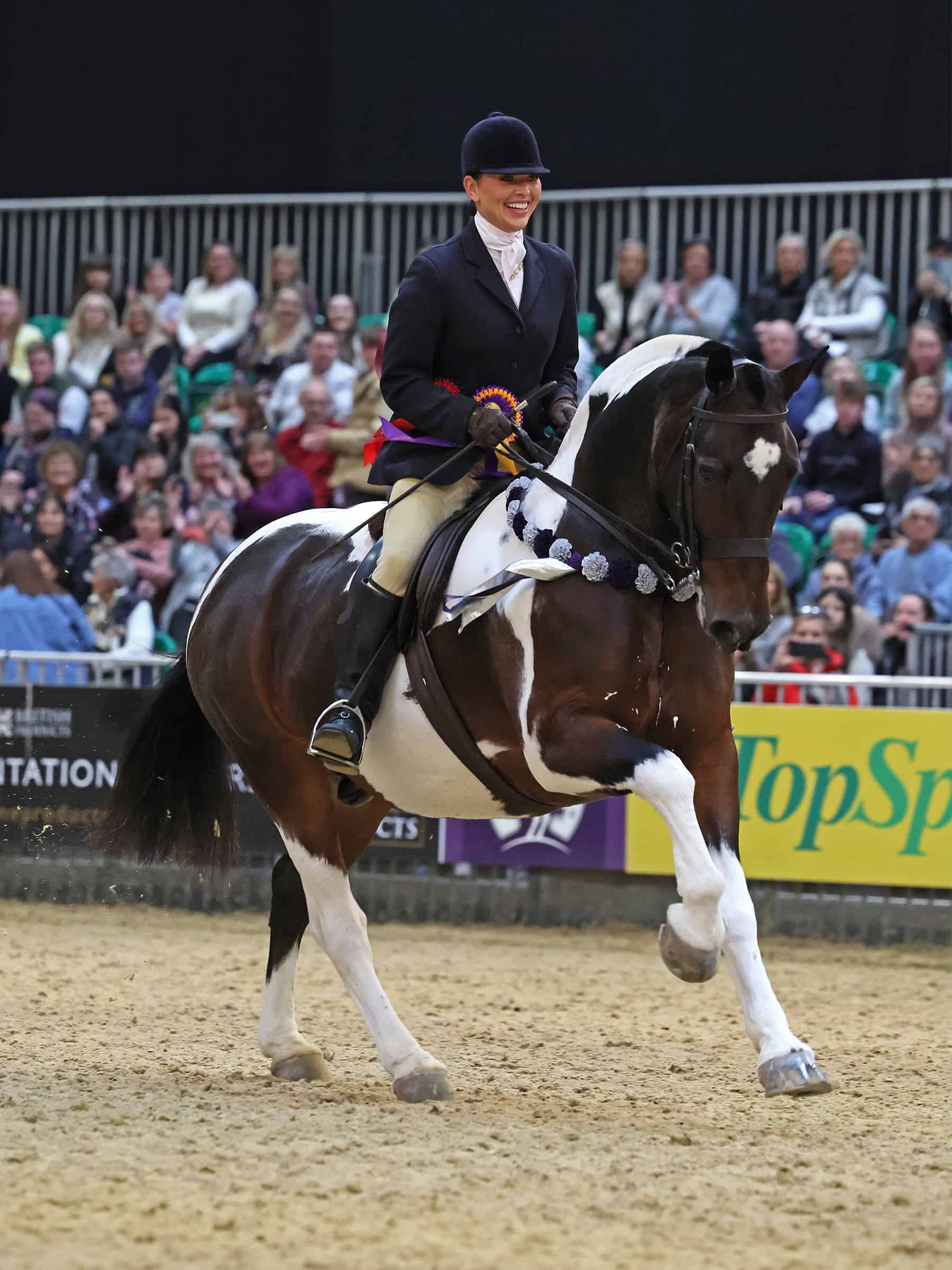 HOYS coloured ridden native/cob/traditional horse