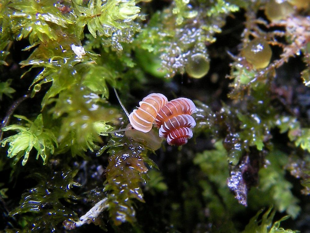 malaysian snails