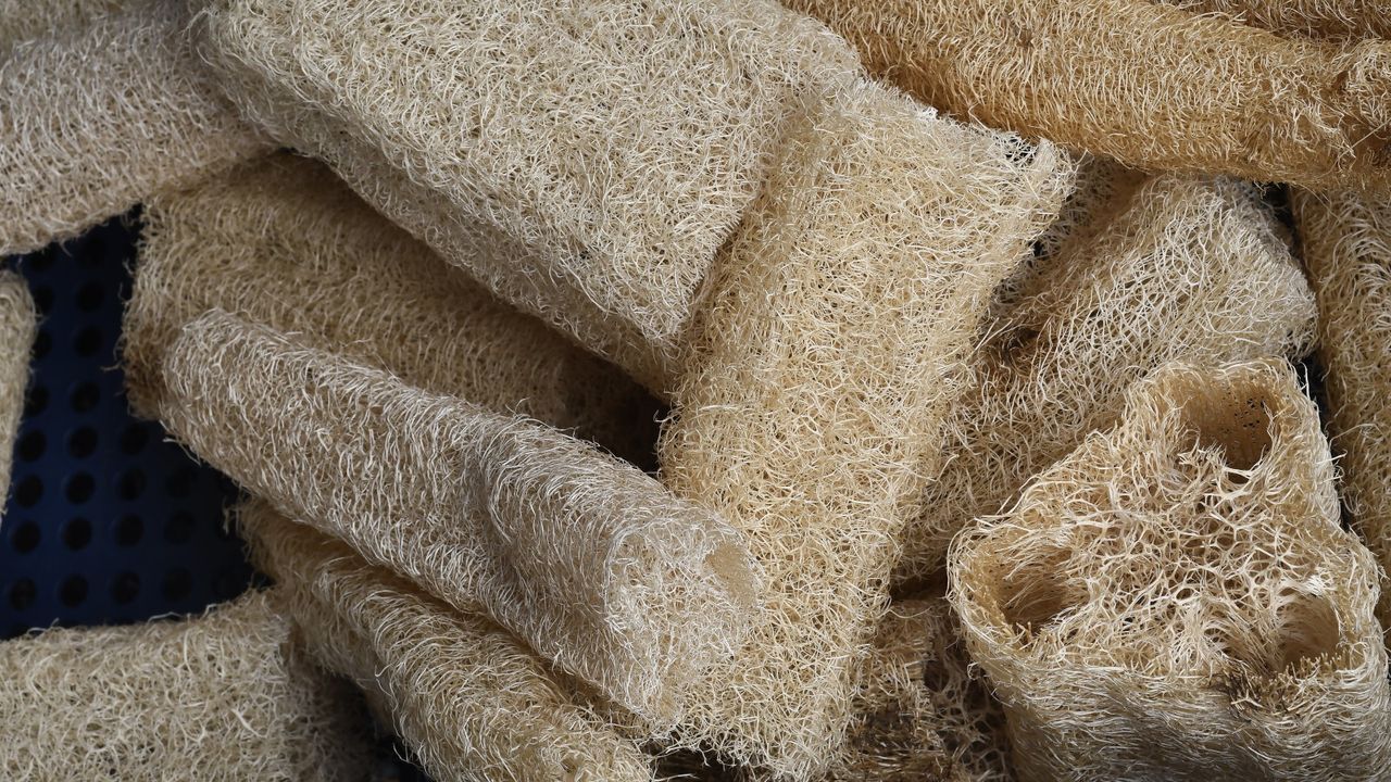 Harvested luffa 