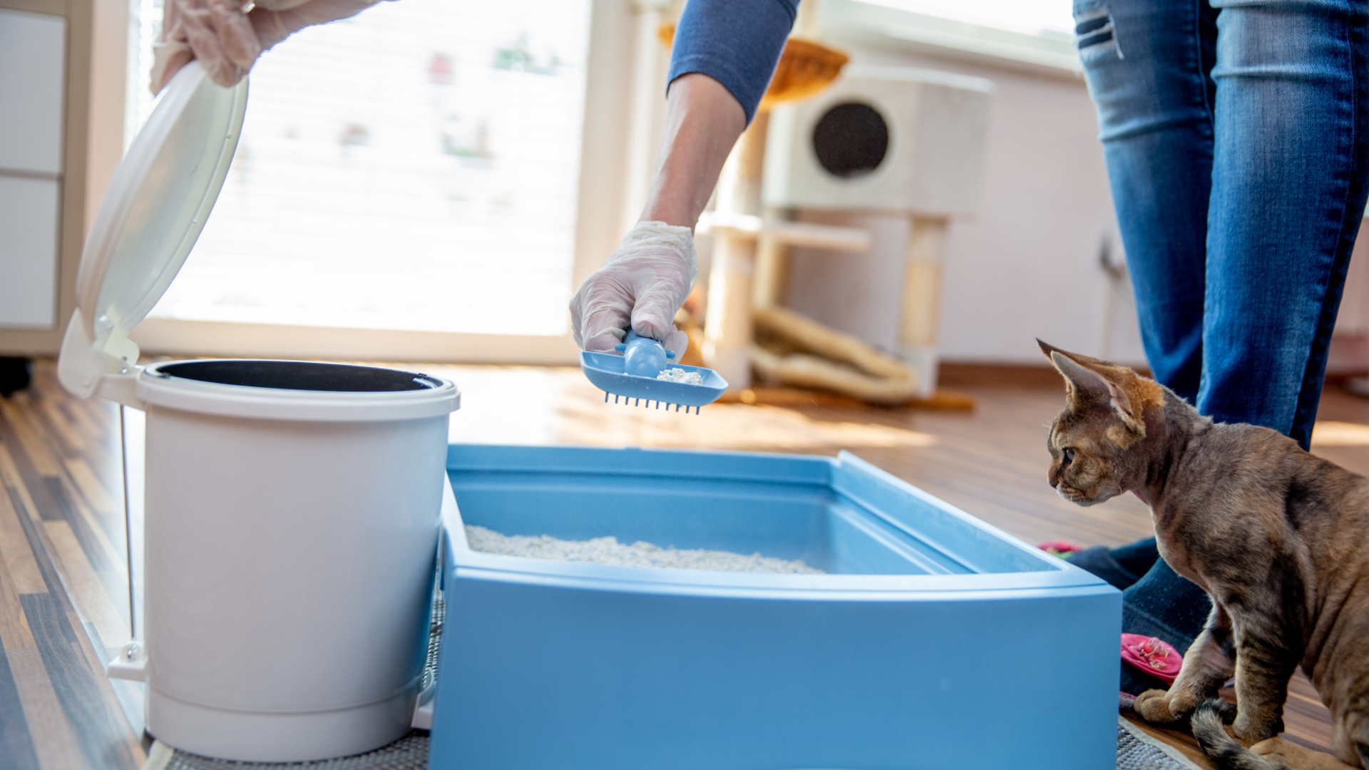 Hand cleaning a cat litter box with a cat looking inside