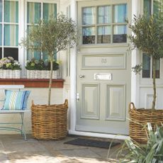 olive trees in front garden containers