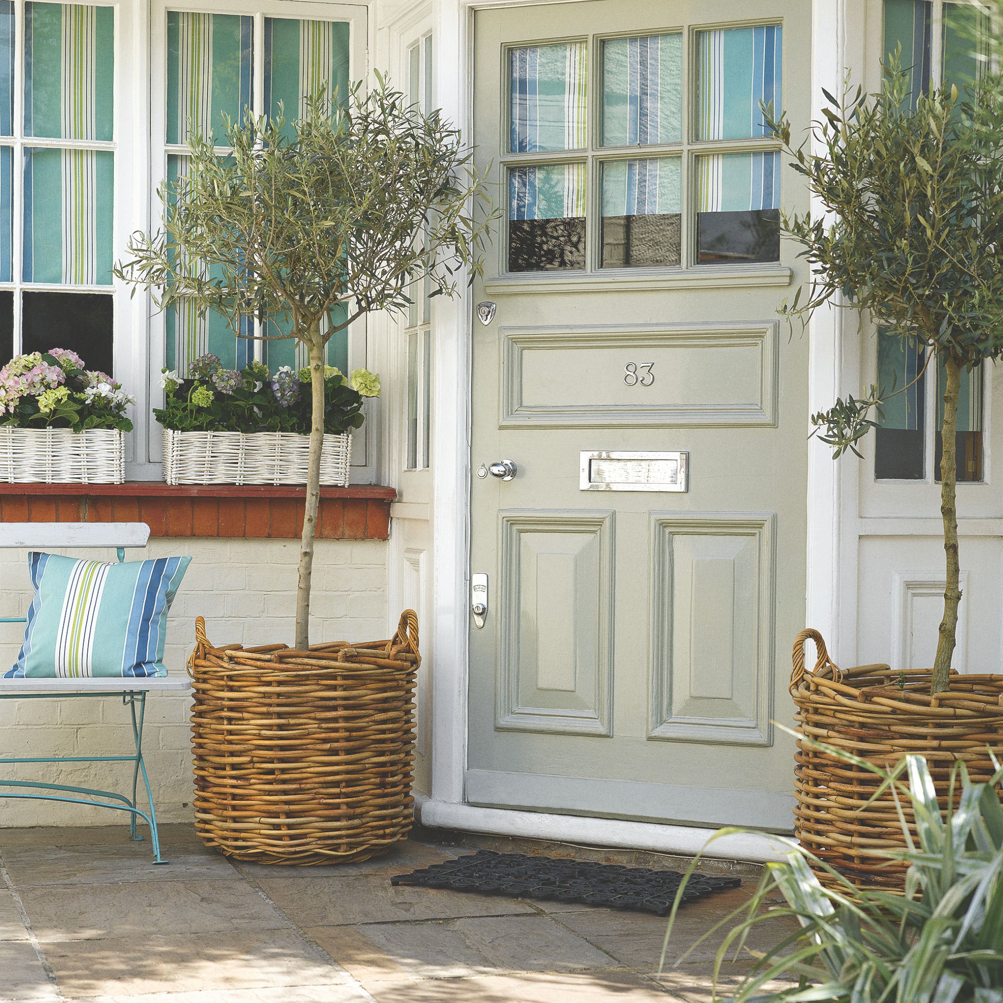 olive trees in front garden containers