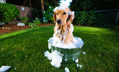 Dog getting a bath