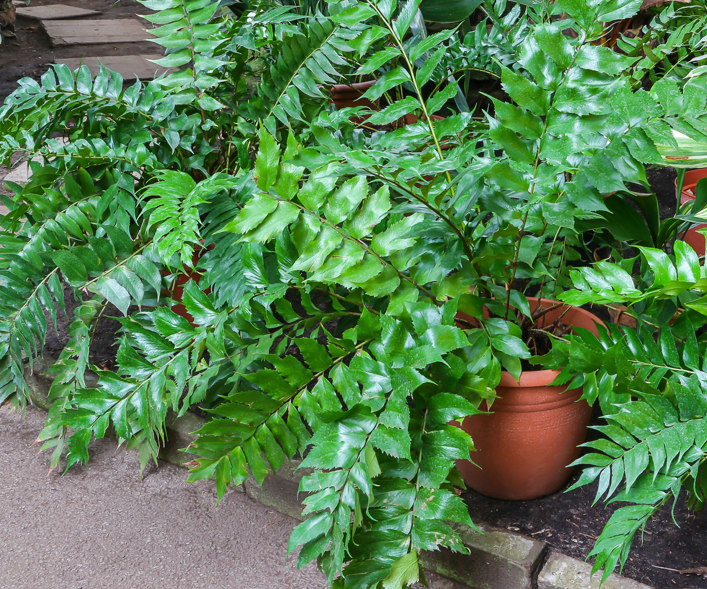 Japanese holly fern in container