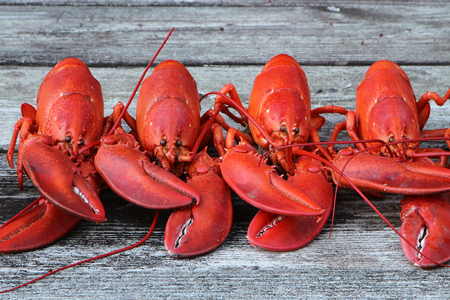 Lobster (Red)