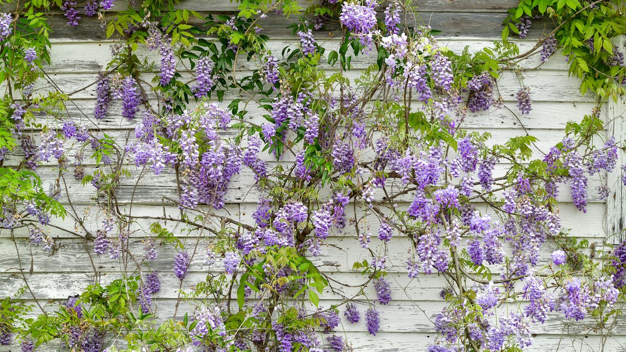 wisteria plant growing across white wooden wall