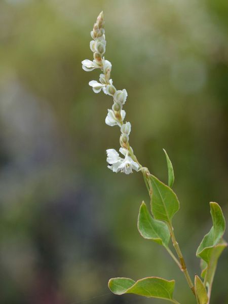 Silver Lace Vine