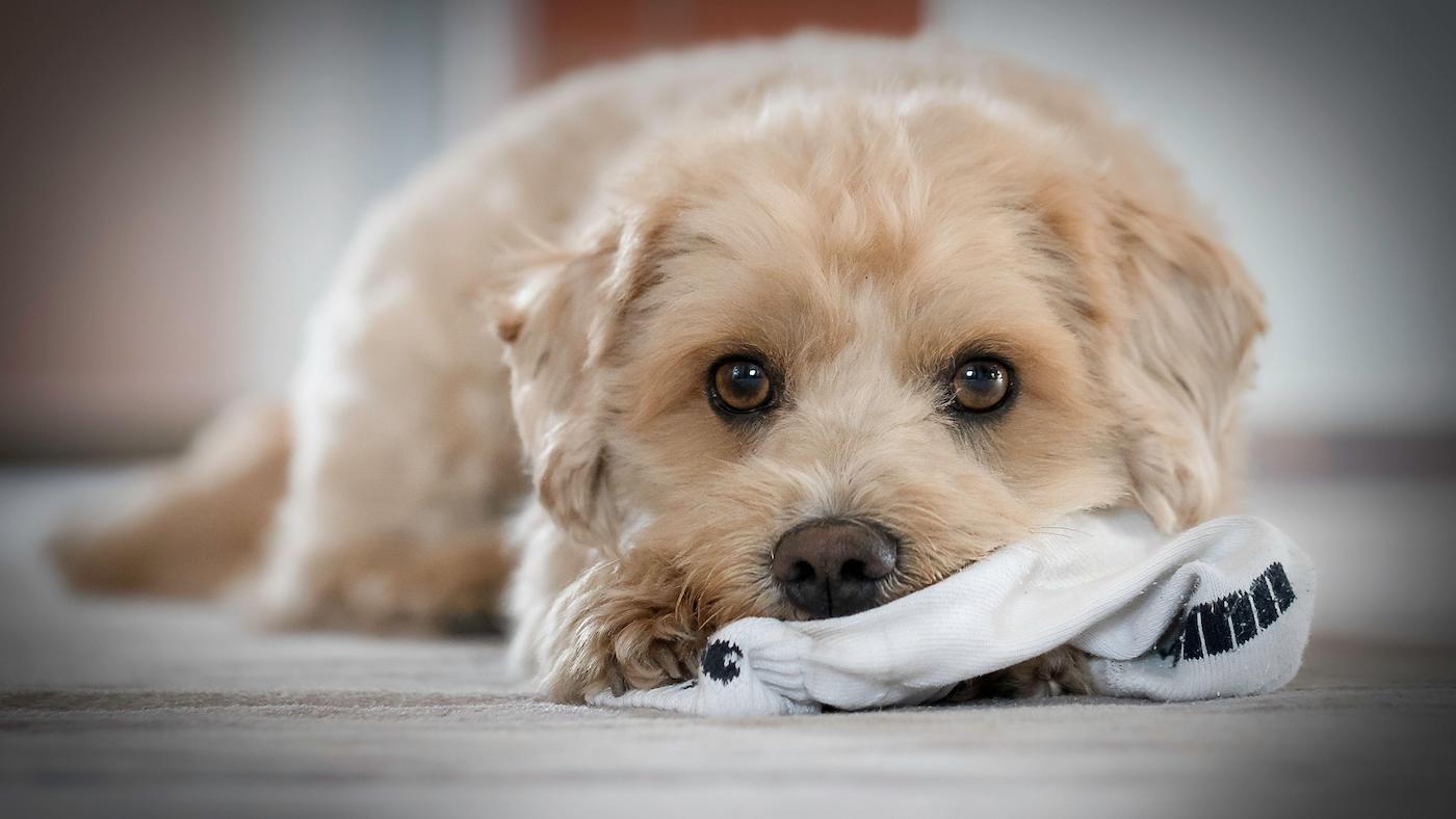 Maltipoo, one of the cutest dog breeds